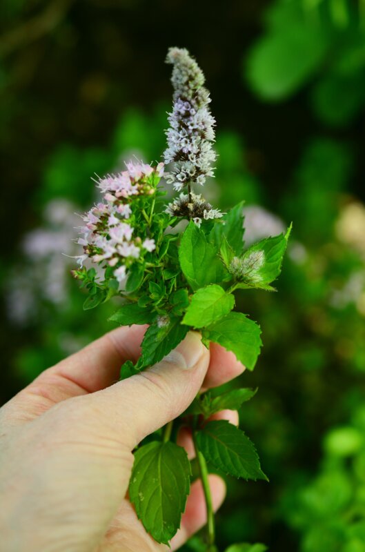 [COMPLET] 123 Nature atelier : Plantes sauvages