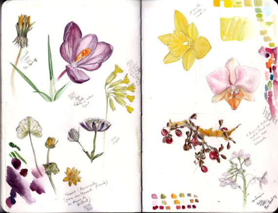 123 Nature atelier et nature : Dessin botanique