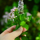 [COMPLET] 123 Nature atelier : Plantes sauvages