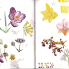 123 Nature atelier et nature : Dessin botanique
